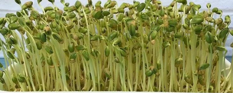 豆芽怎么种植自己在家怎么种