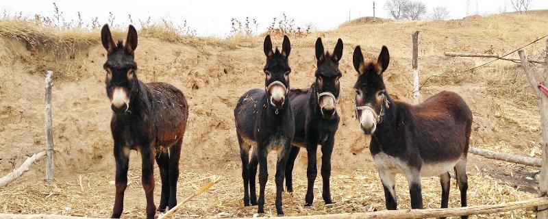 育肥驴每天吃多少精料多长时间可以出栏
