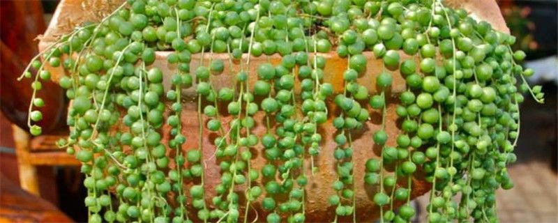 吊兰什么时候浇水