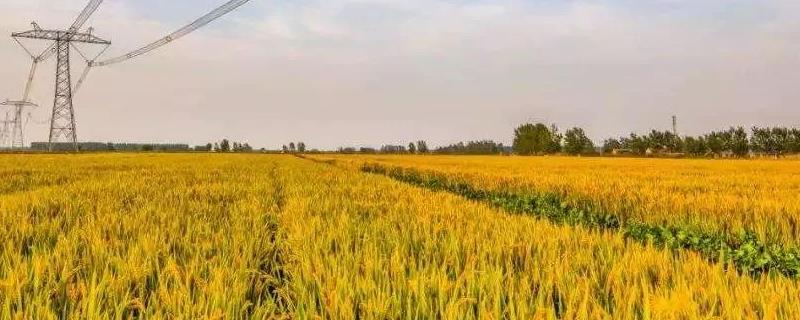 原始农业兴起和发展的重要标志农业互助合作发展的原则是