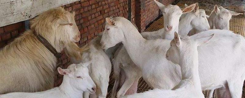 养殖业属于什么行业新规养殖离村庄多远