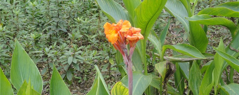 美人蕉怎么过冬