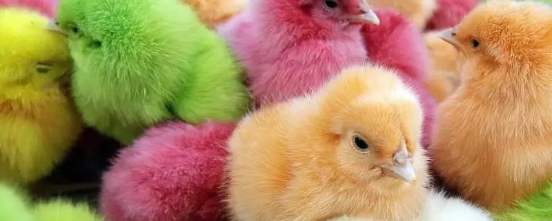 为什么染色的小鸡养不活刚买回来的小鸡仔怎么养