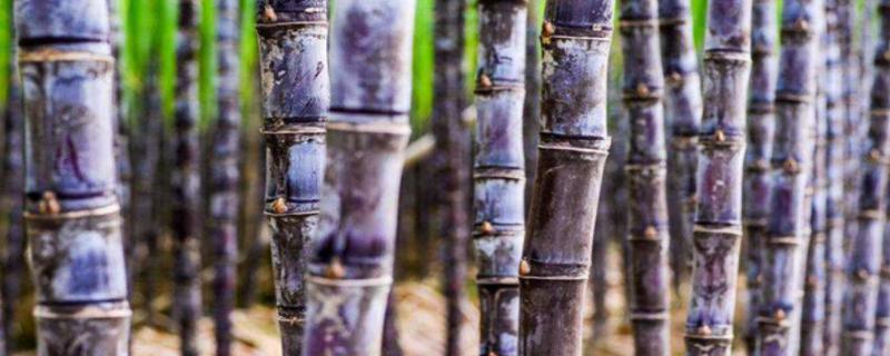 甘蔗种子粒怎样种什么时候播种好