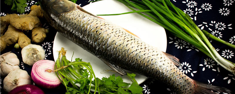 草鱼吃草一年能长多大