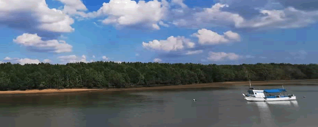 最大狮头鹅有几斤