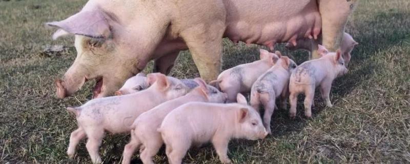 仔猪拉绿色稀便是什么原因怎么治疗