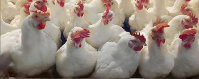 肉鸡不爱吃料怎么回事