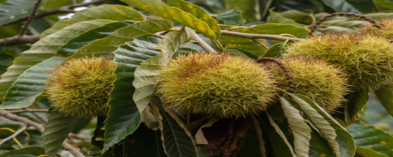 板栗是种子还是果实