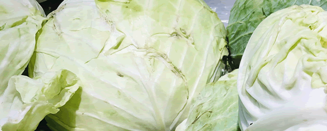 八月适合种什么蔬菜