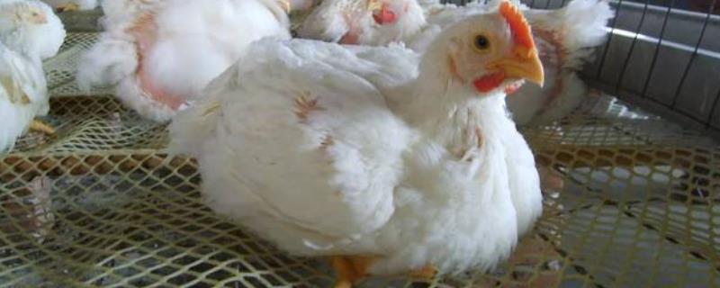 活鸡宰杀后有多少损耗用脱毛机脱鸡毛的最佳水温