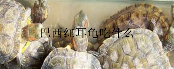 巴西红耳龟吃什么