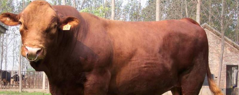 牛的出肉率是多少养了一年的牛有多重