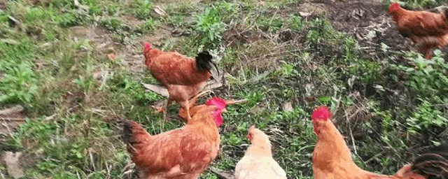 养鸡不得病小窍门