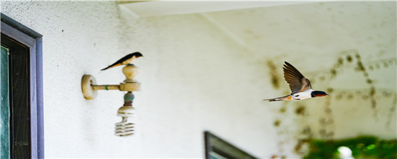 燕子吃什么害虫为主食