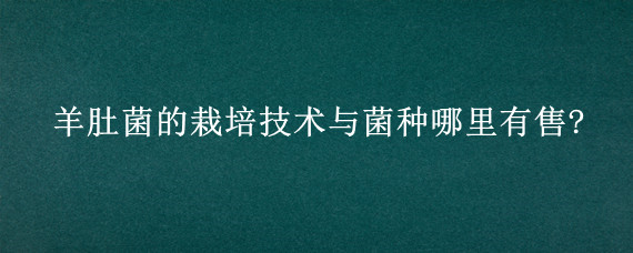 羊肚菌的栽培技术与菌种哪里有售?