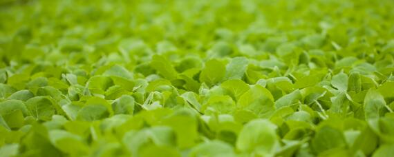 11月份适合种植什么农作物