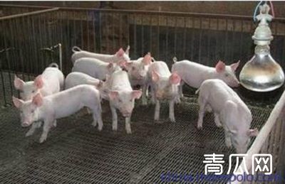 猪的饮水习性是什么？猪舍饮水系统怎么安装