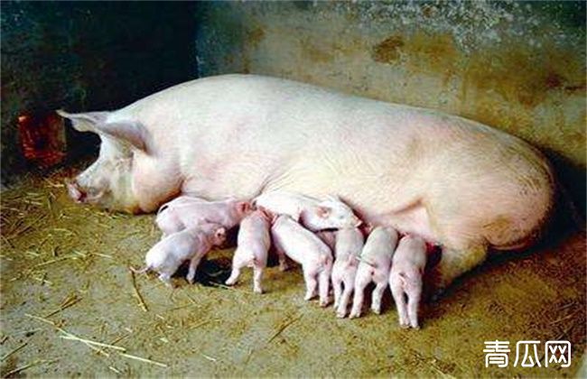 大白猪饲养要注意什么