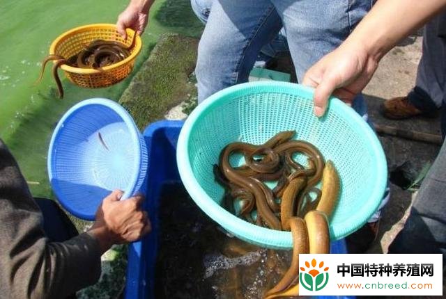 水泥池养泥鳅技术