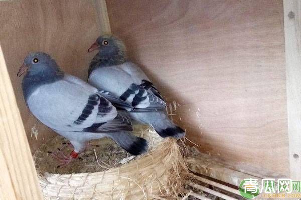 幼鸽什么时间送公棚较好？可以从这些方面判断！