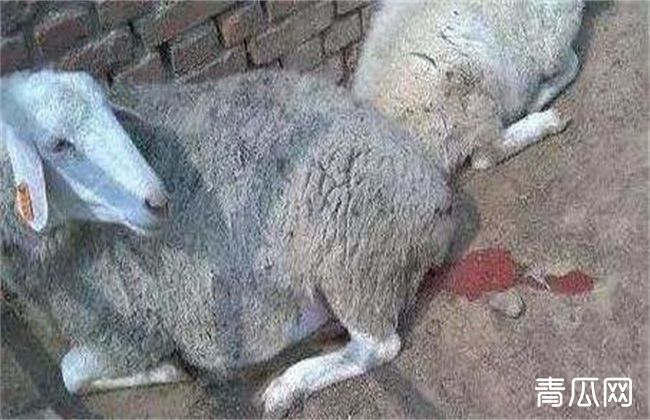 母羊流产怎么办？防治措施有哪些