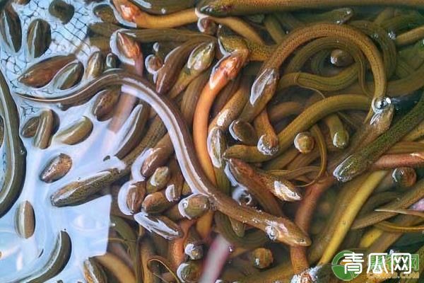 鳝鱼高效养殖方法介绍