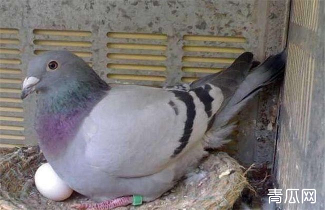 鸽子下软壳蛋的原因及防治方法