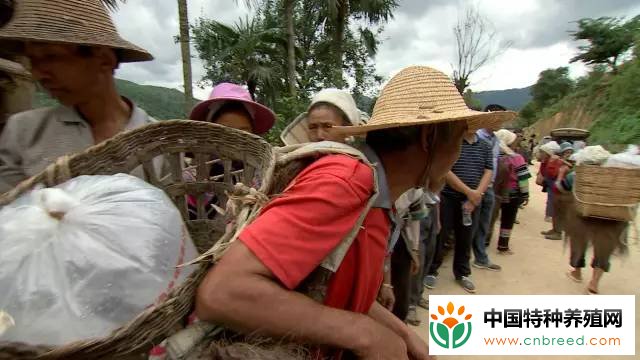 哈尼梯田养泥鳅 稻鳅共作效益好(2)