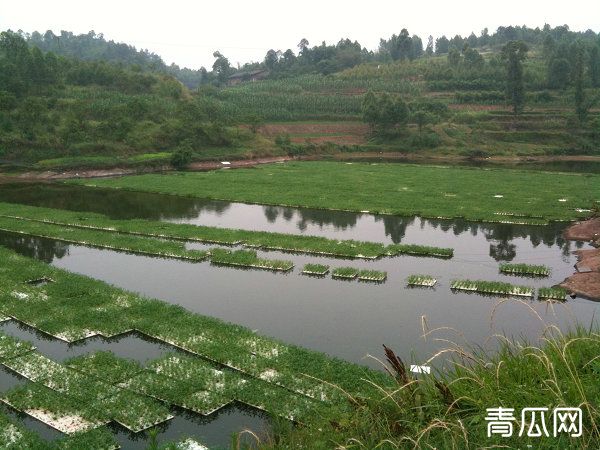 冬季温度低鱼塘养殖应该怎么保养？