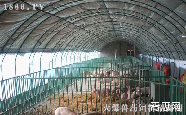 养猪疾病怎么预防？注意卫生是第一要务