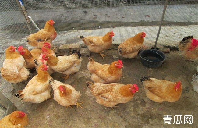 春季蛋鸡饲养注意什么