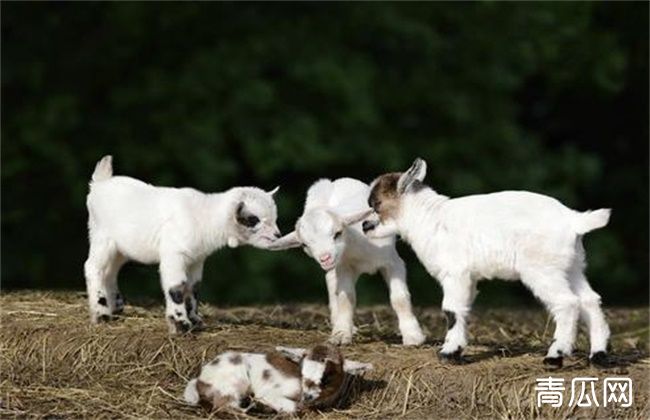 羔羊人工哺乳方法技巧