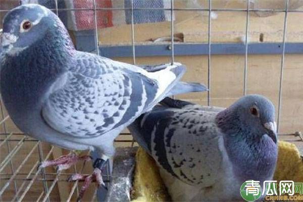 鸽子养殖知识：脖子大的鸽子有什么优点？