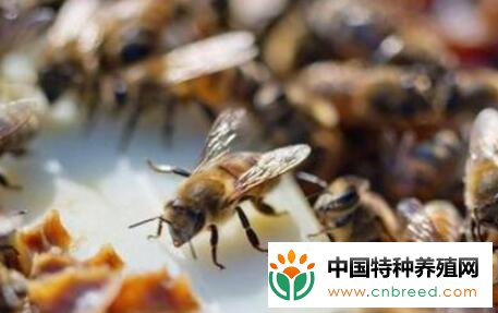 养蜜蜂的方法技术有哪些？