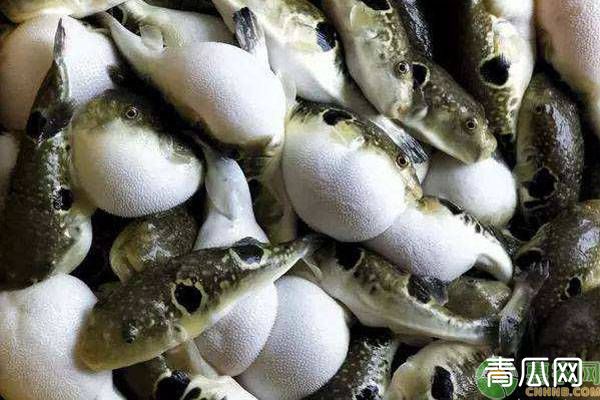 河豚养殖日常管理五个注意事项