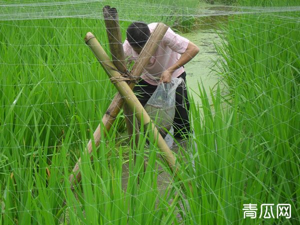 虾鳅稻综合种养技术管理要点