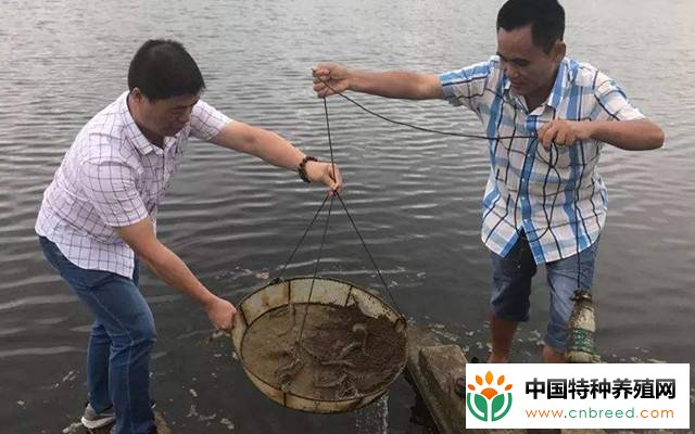 高温多雨季，南美白对虾养殖三防要做好，巡塘监测、实时掌握数据(2)