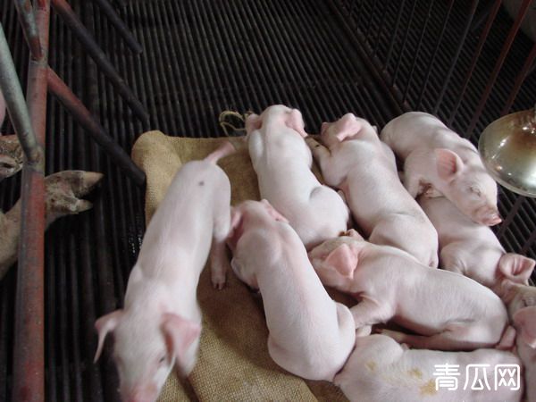 冬季低温仔猪如何过冬？