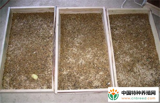 黄粉虫的培育方法(3)