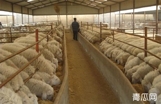 小尾寒羊养殖注意事项及技术介绍