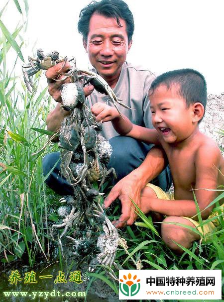 河蟹养殖最适宜哪些土壤？