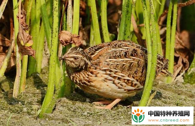 鹌鹑养殖的饲料配方