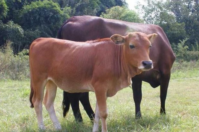 如何提高肉牛采食量