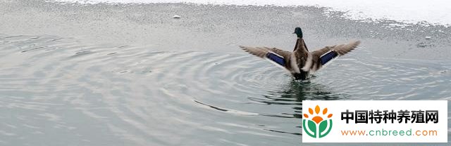 冬季鱼塘管理六要点，消毒肥水好时机，来年丰产打基础(2)