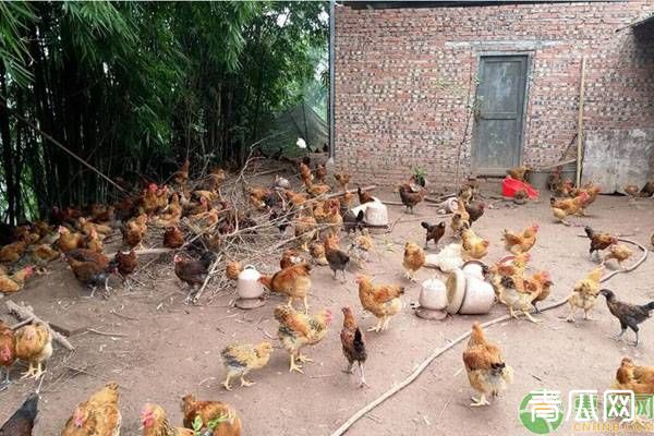养鸡知识：鸡群老是受凉发病的原因