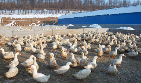 肉用鸭最佳出栏期