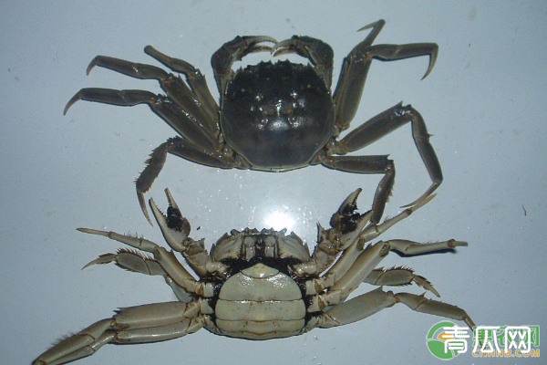 中华绒螯蟹“一龄蟹种”饲养技术及病害防治措施