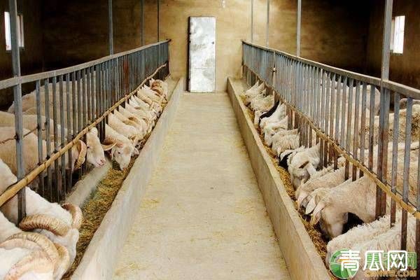 春季是养羊抓春膘的好时候，养羊户都需要注意什么？