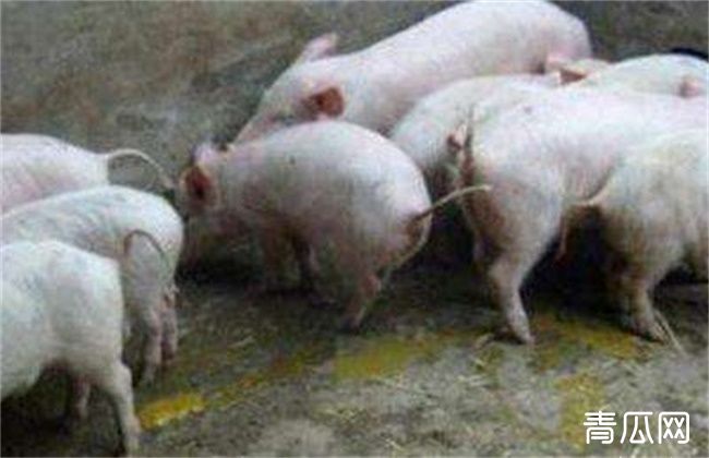 仔猪黄白痢原因及防治方法